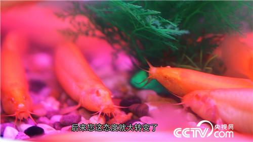 致富經(jīng)：養(yǎng)紅色泥鰍 年入3000萬的秘密